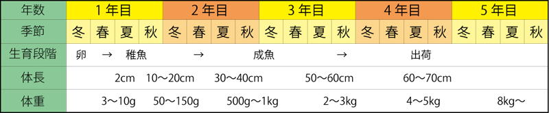 卵から出産までのサイクル